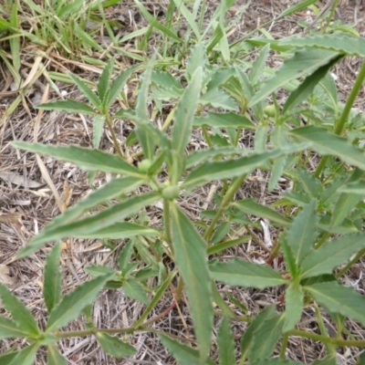 Euphorbia davidii (David's Spurge) at Jerrabomberra, ACT - 19 Jan 2019 by Mike