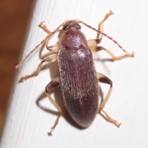 Alleculinae sp. (Subfamily) at Ainslie, ACT - 17 Jan 2019 11:35 PM