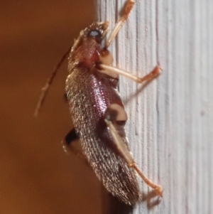 Alleculinae sp. (Subfamily) at Ainslie, ACT - 17 Jan 2019 11:35 PM