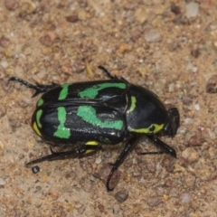Chlorobapta frontalis (A flower scarab) at Hawker, ACT - 19 Jan 2019 by Alison Milton