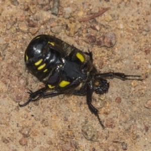 Chlorobapta frontalis at Hawker, ACT - 20 Jan 2019