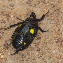 Chlorobapta frontalis at Hawker, ACT - 20 Jan 2019 10:11 AM