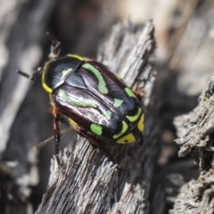 Chlorobapta frontalis at Hawker, ACT - 20 Jan 2019