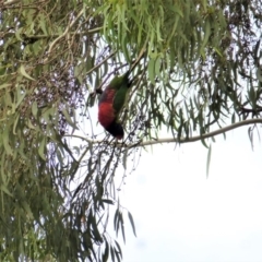 Trichoglossus moluccanus (Rainbow Lorikeet) at Wanniassa, ACT - 18 Jan 2019 by jksmits