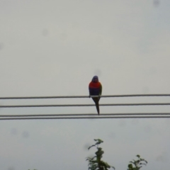 Trichoglossus moluccanus at Wanniassa, ACT - 19 Jan 2019