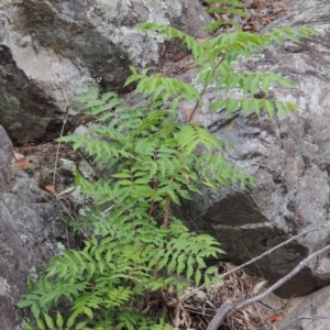 Pistacia chinensis at Conder, ACT - 12 Jan 2019 07:30 PM