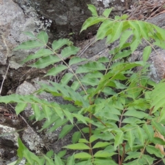 Pistacia chinensis at Conder, ACT - 12 Jan 2019 07:30 PM