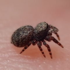 Servaea sp. (genus) at Gungahlin, ACT - 20 Jan 2019 by Laserchemisty