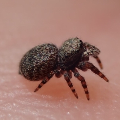 Servaea sp. (genus) (Unidentified Servaea jumping spider) at Gungahlin, ACT - 20 Jan 2019 by Laserchemisty