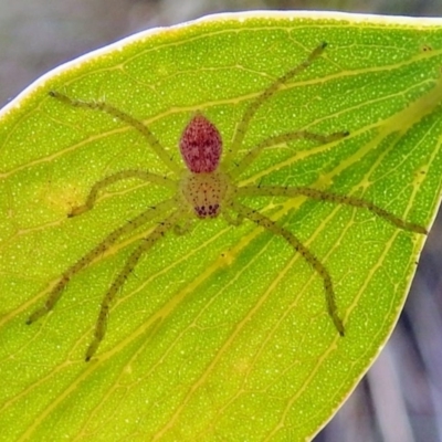 Sparassidae (family) (A Huntsman Spider) at Booth, ACT - 20 Jan 2019 by HelenCross