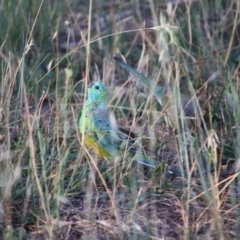 Psephotus haematonotus (Red-rumped Parrot) at Hughes, ACT - 20 Jan 2019 by LisaH