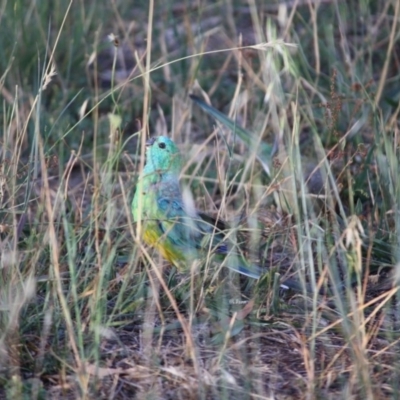 Psephotus haematonotus (Red-rumped Parrot) at Hughes, ACT - 20 Jan 2019 by LisaH