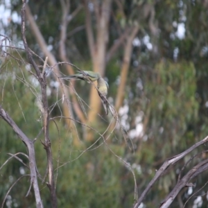 Psephotus haematonotus at Hughes, ACT - 20 Jan 2019 08:11 PM