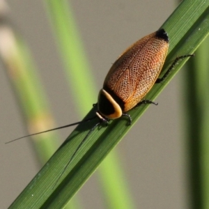 Ellipsidion australe at Symonston, ACT - 16 Dec 2017