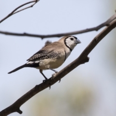 Stizoptera bichenovii (Double-barred Finch) at The Pinnacle - 19 Jan 2019 by Alison Milton