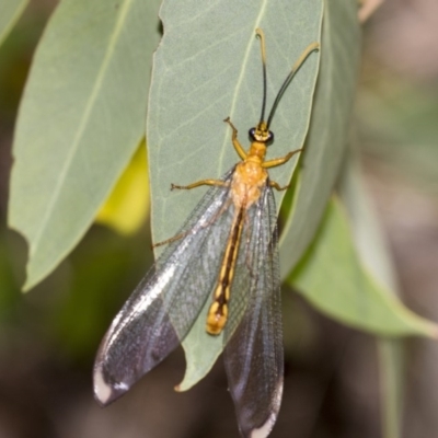 Nymphes myrmeleonoides (Blue eyes lacewing) at The Pinnacle - 19 Jan 2019 by AlisonMilton