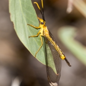 Nymphes myrmeleonoides at The Pinnacle - 20 Jan 2019