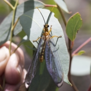 Nymphes myrmeleonoides at The Pinnacle - 20 Jan 2019