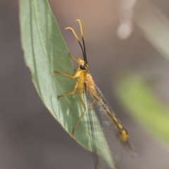 Nymphes myrmeleonoides at The Pinnacle - 20 Jan 2019