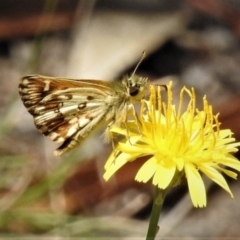 Anisynta monticolae (Montane grass-skipper) at Kambah, ACT - 20 Jan 2019 by JohnBundock