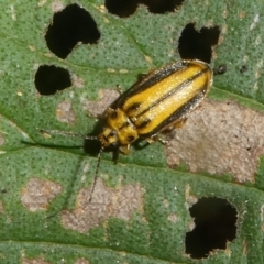 Xanthogaleruca luteola (Elm leaf beetle) at Canberra, ACT - 24 Jan 2018 by HarveyPerkins