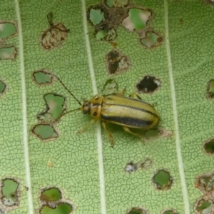 Xanthogaleruca luteola at Canberra, ACT - 24 Jan 2018 12:50 PM