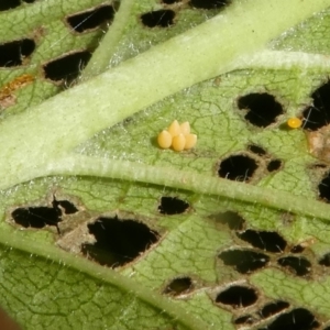 Xanthogaleruca luteola at Canberra, ACT - 24 Jan 2018 12:50 PM