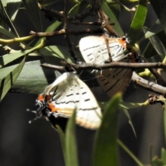 Jalmenus evagoras (Imperial Hairstreak) at Gibraltar Pines - 20 Jan 2019 by JohnBundock