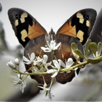 Heteronympha merope (Common Brown Butterfly) at Gibraltar Pines - 20 Jan 2019 by JohnBundock