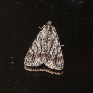 Spectrotrota fimbrialis at Macarthur, ACT - 20 Jan 2019 04:38 PM