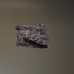 Spectrotrota fimbrialis at Macarthur, ACT - 20 Jan 2019