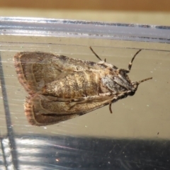 Spectrotrota fimbrialis at Macarthur, ACT - 20 Jan 2019