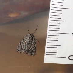 Spectrotrota fimbrialis at Macarthur, ACT - 20 Jan 2019