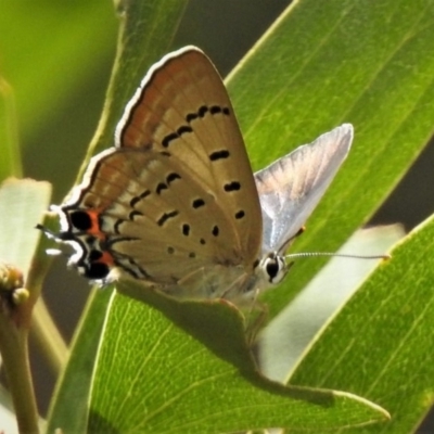 Jalmenus ictinus (Stencilled Hairstreak) at Paddys River, ACT - 20 Jan 2019 by JohnBundock