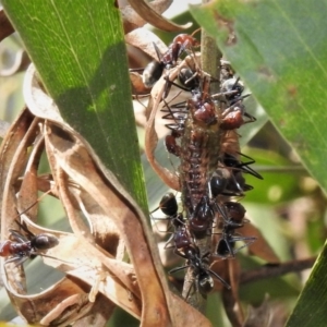 Jalmenus ictinus at Paddys River, ACT - 20 Jan 2019