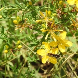 Hypericum perforatum at Queanbeyan West, NSW - 20 Jan 2019