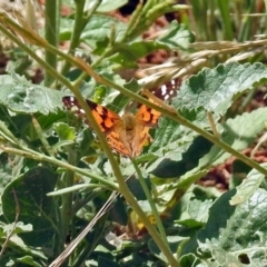 Vanessa kershawi (Australian Painted Lady) at Hoover Reserve - 20 Jan 2019 by RodDeb