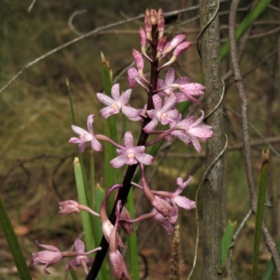 Dipodium roseum (Rosy Hyacinth Orchid) at Tidbinbilla Nature Reserve - 19 Jan 2019 by JohnBundock