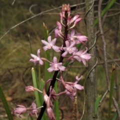 Dipodium roseum (Rosy hyacinth orchid) at Paddys River, ACT - 19 Jan 2019 by JohnBundock
