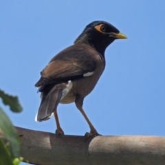 Acridotheres tristis (Common Myna) at Hoover Reserve - 20 Jan 2019 by RodDeb