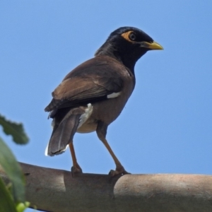 Acridotheres tristis at Queanbeyan West, NSW - 20 Jan 2019 12:08 PM