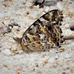 Vanessa kershawi (Australian Painted Lady) at Tidbinbilla Nature Reserve - 19 Jan 2019 by JohnBundock