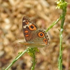 Junonia villida (Meadow Argus) at QPRC LGA - 20 Jan 2019 by RodDeb