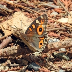 Junonia villida at Queanbeyan West, NSW - 20 Jan 2019