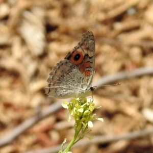 Junonia villida at Queanbeyan West, NSW - 20 Jan 2019 12:30 PM