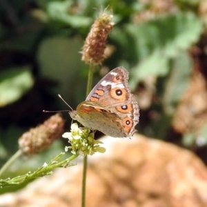 Junonia villida at Queanbeyan West, NSW - 20 Jan 2019 12:30 PM