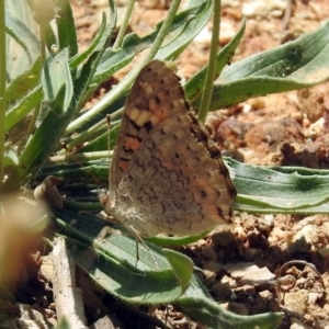 Junonia villida at Queanbeyan West, NSW - 20 Jan 2019