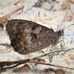 Geitoneura klugii (Marbled Xenica) at Paddys River, ACT - 19 Jan 2019 by JohnBundock