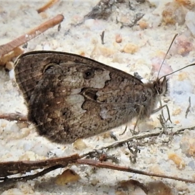 Geitoneura klugii (Marbled Xenica) at Paddys River, ACT - 20 Jan 2019 by JohnBundock