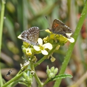 Lucia limbaria at Queanbeyan West, NSW - 20 Jan 2019